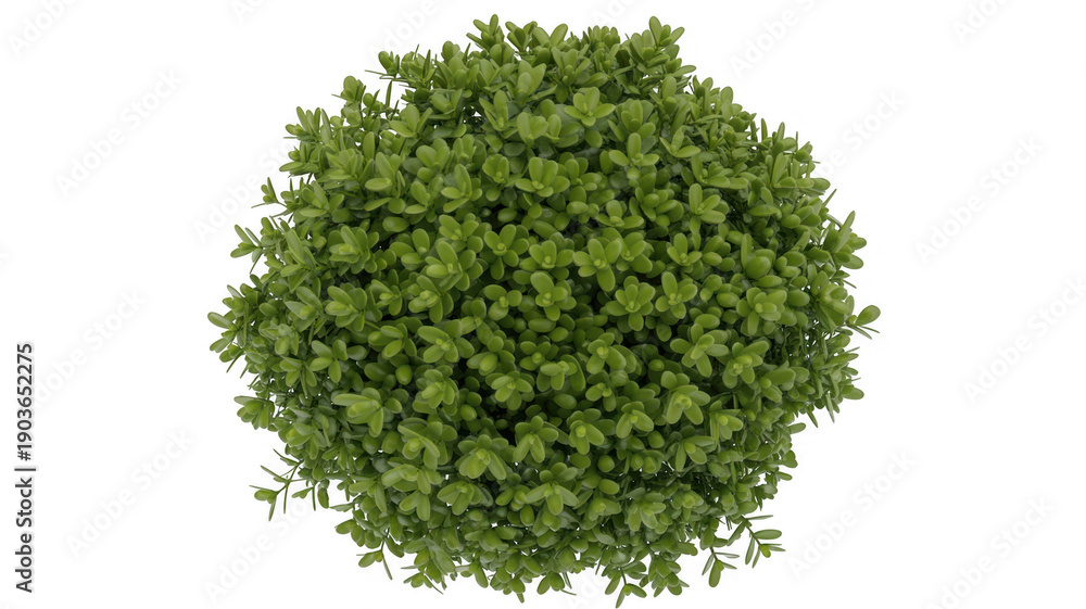 Obraz premium Green leafy shrub leaves plant nature isolated on a transparent background