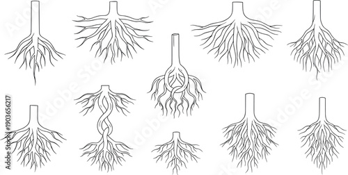 Minimal black line collection of tree root systems showing organic branching networks, underground growth and natural structures