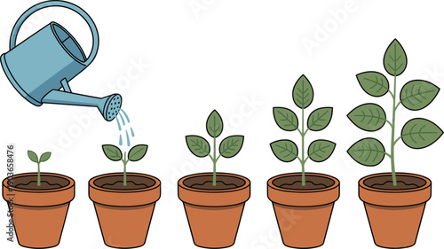 plant, growth, watering, stages, potted, garden, botanical, illustration, seedling, nature, development, green, care, lifecycle, agriculture, education, diagram, vector, soil, process