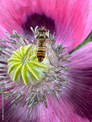 Close up of wasp on pink poppy