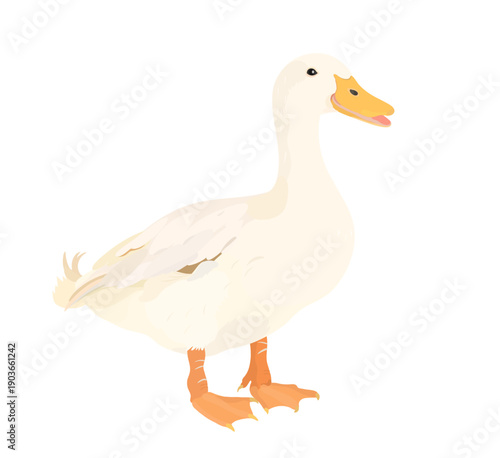 Cartoon White Duck. Vector hand drawn farm bird illustration isolated on white. Cute poultry clip art.