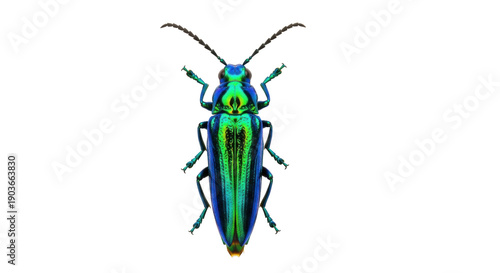 Photos Jewel beetle isolated PNG on transparent background, iridescent insect with meta