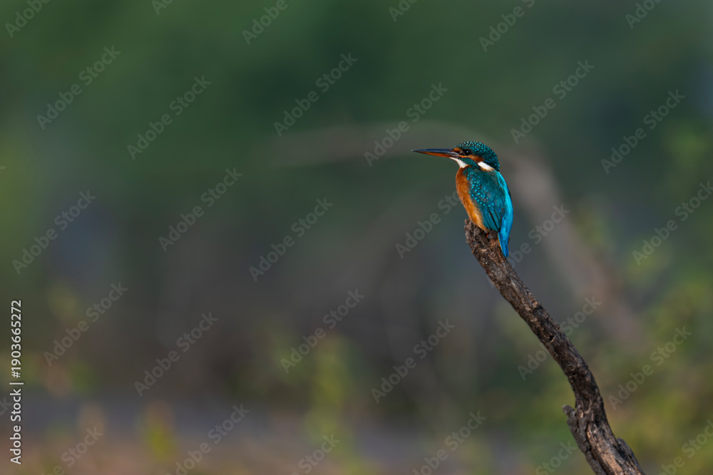 Obraz premium Common Kingfisher Perched on Branch with Copy Space