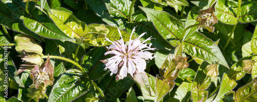 Photography Carpet of eastern beebalm adorned with pinkish lavender tubular flower specked w