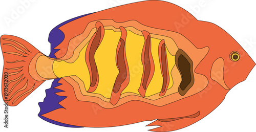 A colorful illustration depicts a vibrant orange fish with yellow and brown internal anatomy visible through cutaways high quality professional detailed