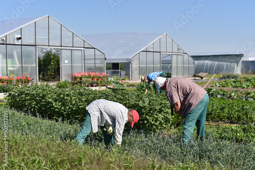 Gardeners working in agriculture - growing and harvesting vegetables in the fields and greenhouses