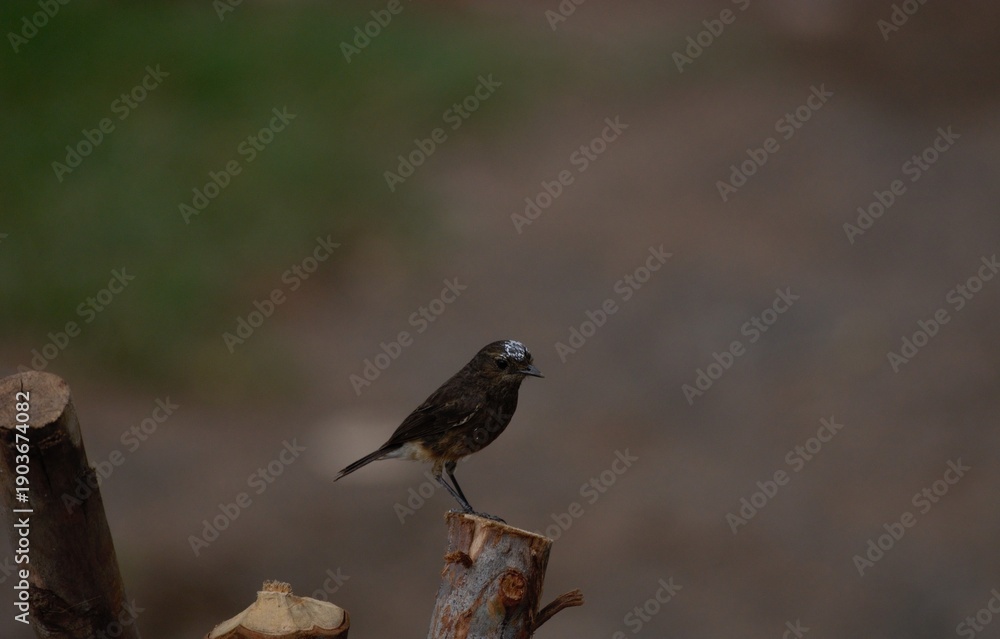 Obraz premium pied bush chat 