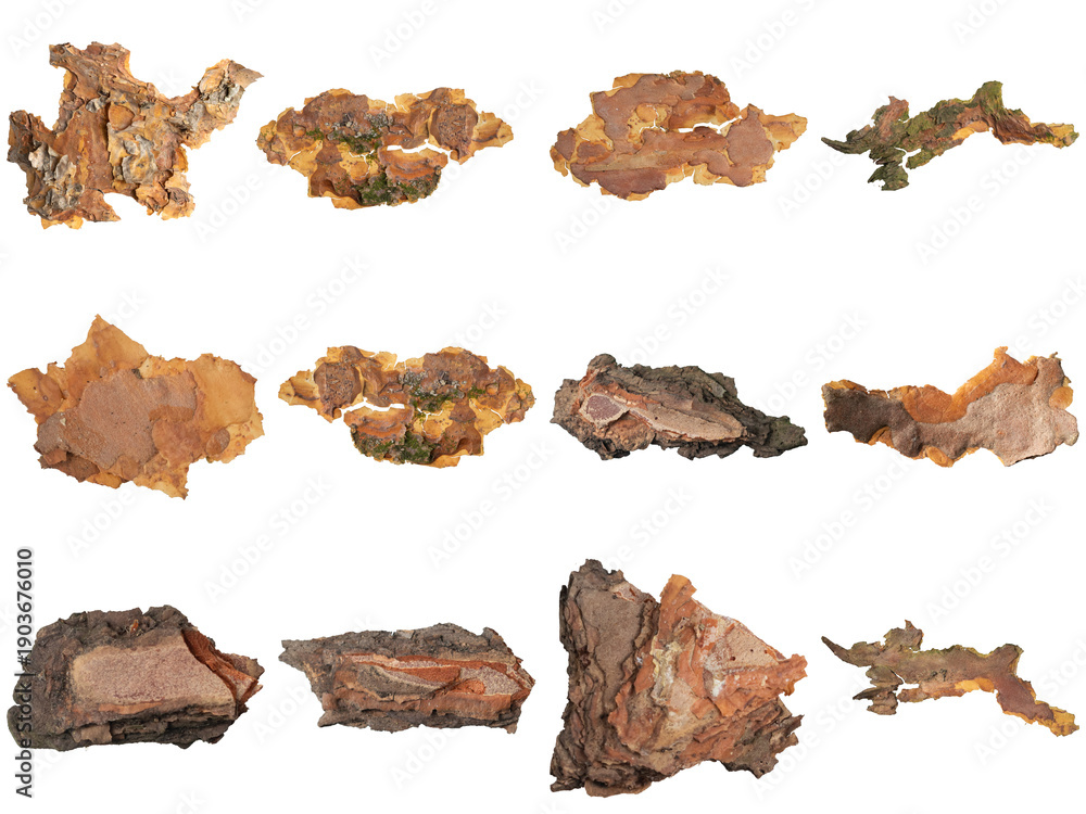 Fototapeta premium textured collection of diverse natural tree bark fragments with organic elements and rustic patterns on a clear background.