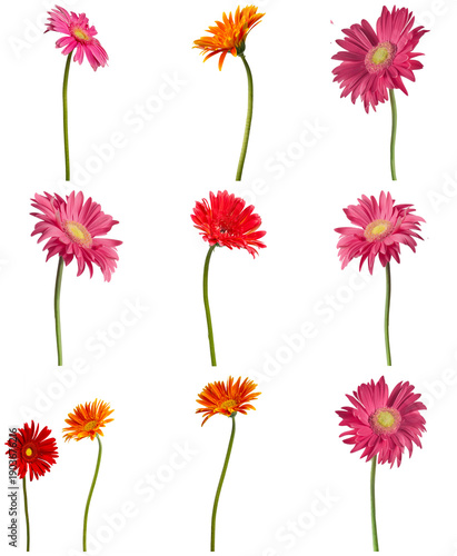 Obraz na płótnie elegant compilation of long-stemmed gerbera daisy flowers in various colors and angles on a transparent background