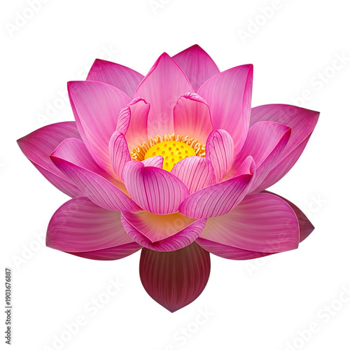 Beautiful pink lotus flower with yellow center