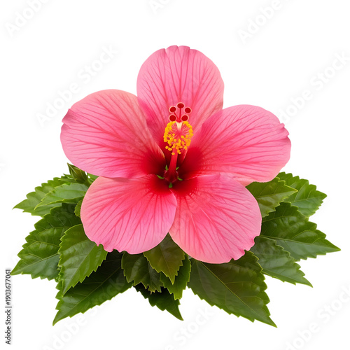 Vibrant pink hibiscus flower with lush green leaves