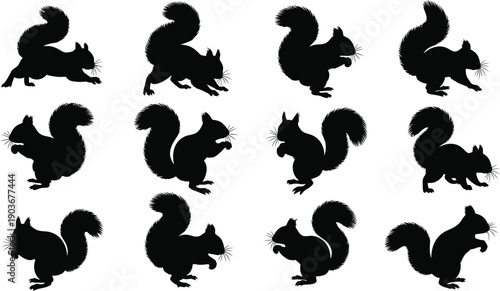 Collection of squirrel silhouettes in various poses
