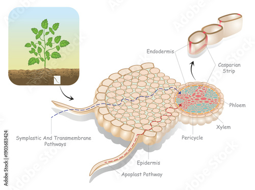 Plant Root Cross Section Diagram Showing Water Transport Pathways, Xylem, Phloem and Casparian Strip.

