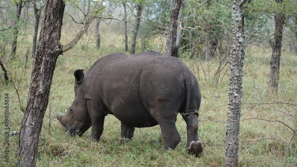 Obraz premium South African rhino in the bush