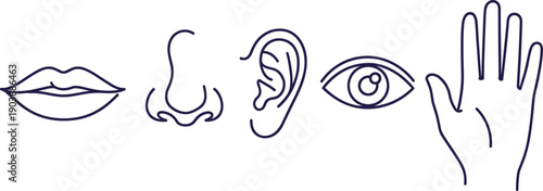 Human Five Senses Icon Set Featuring Line Art Illustrations of Mouth Nose Ear Eye and Hand Representing Taste Smell Hearing Sight and Touch