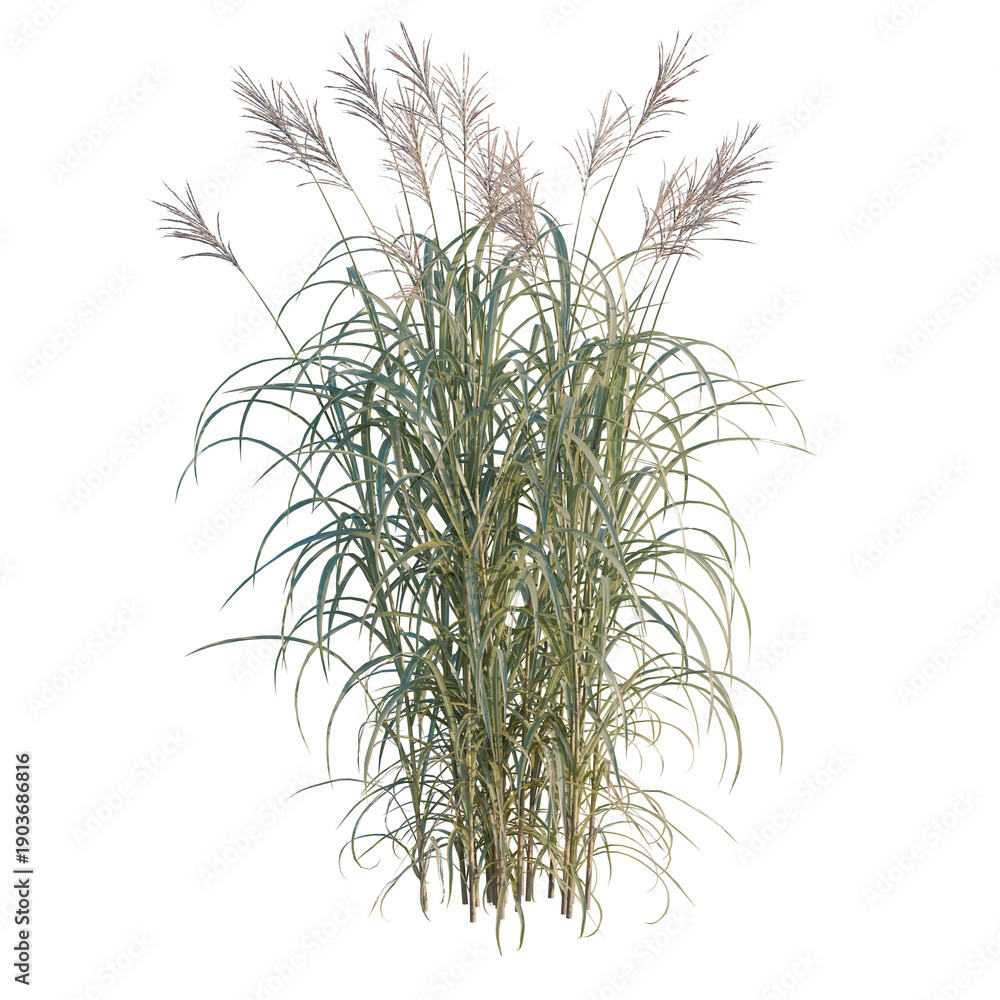 Obraz premium Miscanthus giganteus tree, elevation, front view, cutout, transparent background, isolate, Detailed close-up view of lush green grass blades in a meadow