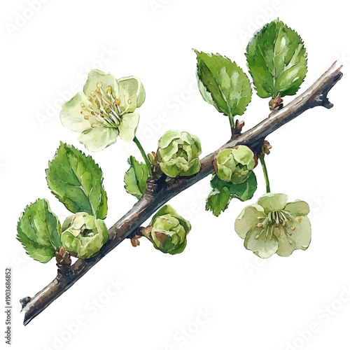 Twisted Trunk Spring Buds, watercolor drawing vector, isolated on a white background.