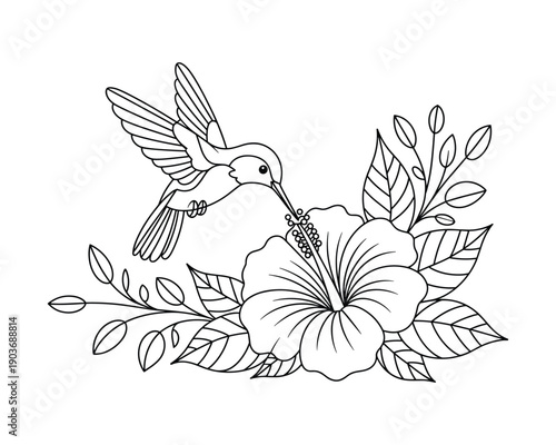 A detailed line drawing depicts a hummingbird collecting nectar from a hibiscus flower surrounded by leaves and branches