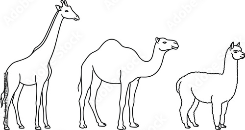 Minimalist vector line art illustration of a giraffe, camel, and alpaca standing together on a clean white background for design.