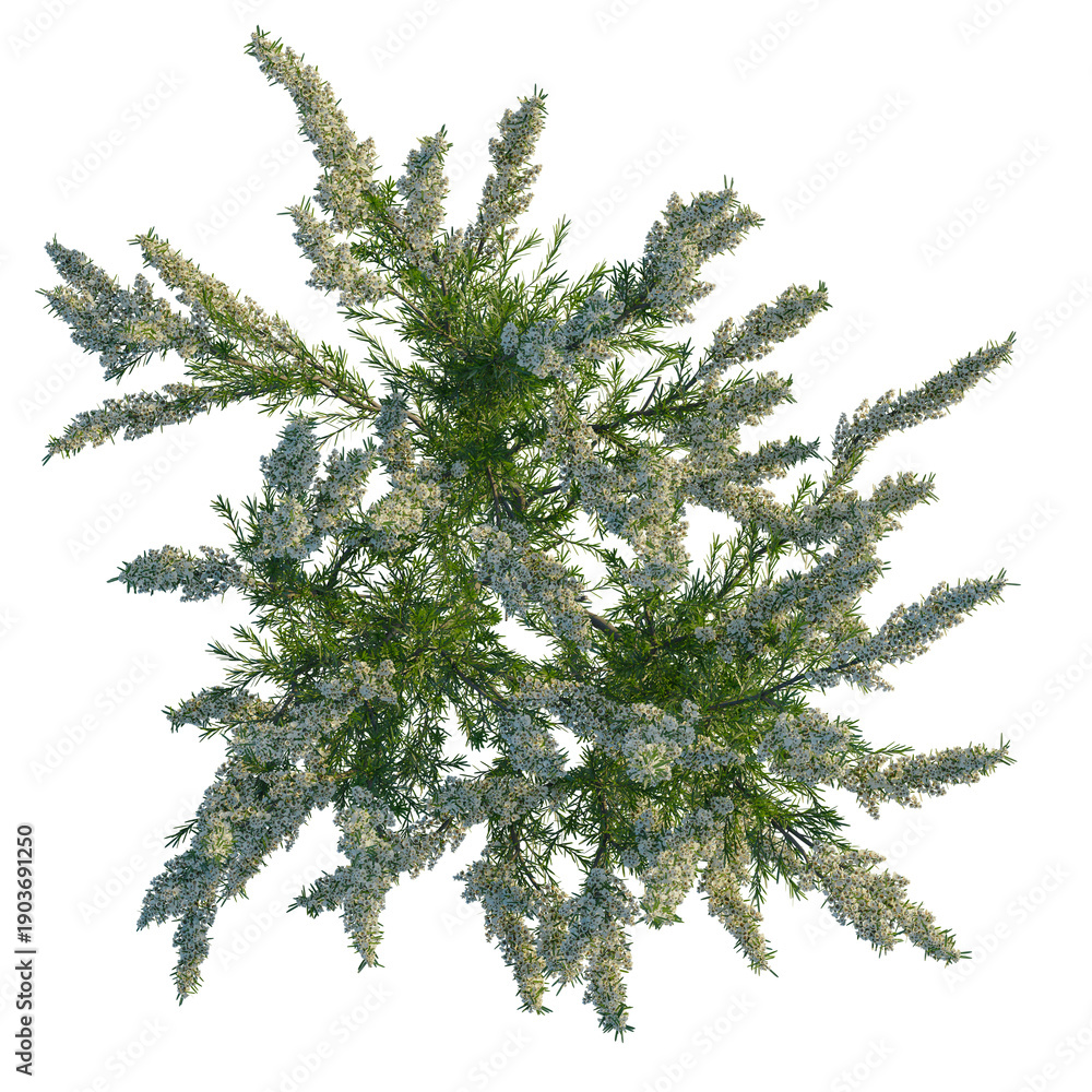 Fototapeta premium Erica arborea tree plan, top view, cutout, transparent background, isolate, Detailed Close-Up of Lush Green Pine Branches with Needles, Perfect for Seasonal Greetings, Festive Backgrounds