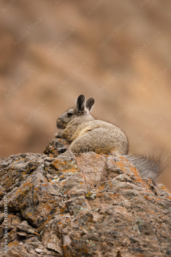 Obraz premium Cute Viscacha on a rocky peak