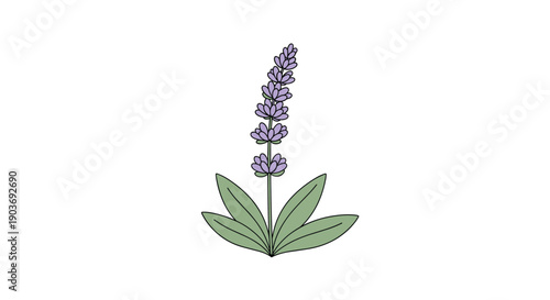 Vertical illustration of a lavender plant sprig with purple blossoms and green leaves isolated against white.