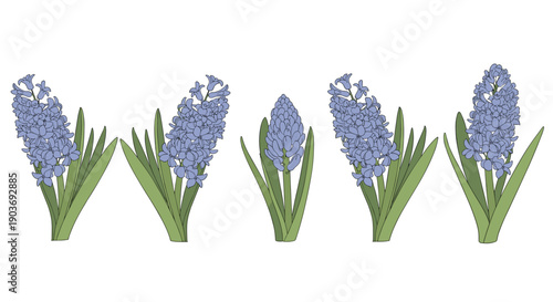 Collection of five blue hyacinth flowers with green leaves in different stages of bloom arranged in a horizontal line.