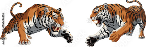 Pair of powerful roaring tiger illustrations with open mouths and sharp claws isolated on white background for wildlife conservation animal mascot and predatory cat