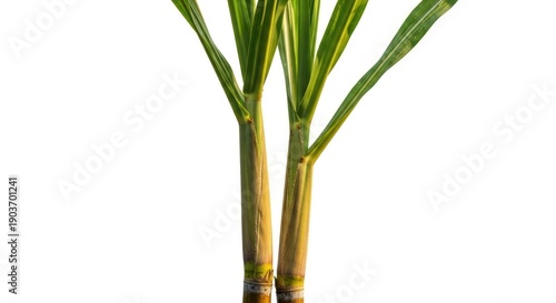 Two stalks of sugarcane with green leaves against a bright white background