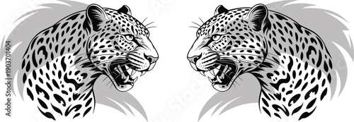 Black and white vector set of roaring leopard head illustrations with spots and open mouths isolated on white background for wildlife mascot graphic design