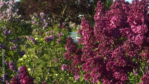 Wallpaper Mural Close-up view of lush lilac clusters in full bloom on a sunny day in the Dobele Lilac Garden, Latvia. Rich purple tones and green foliage frame a rest area, creating a serene spring atmosphere.  Torontodigital.ca