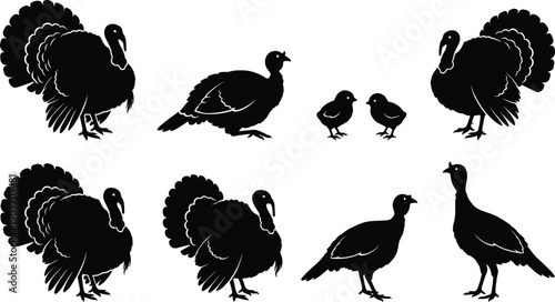 WebVector illustration of turkey silhouettes in black artistic design, showcasing adult birds with fanned tails and chicks, wildlife concept for farming, hunting, Thanksgiving, 