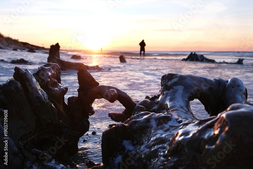 Wallpaper Mural Flooded forest with trunks of ancient trees (3000 years old) on the beach Lazy around Koszalin, Baltic Sea, West Pomeranian Voivodeship, Poland.Little silhouette of walking person on beach. Torontodigital.ca