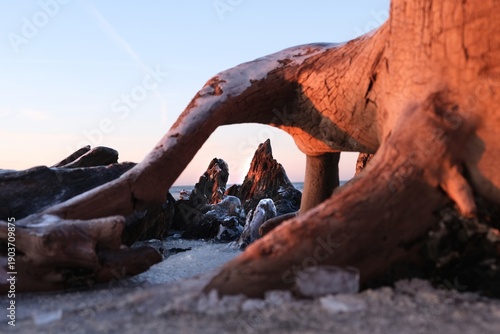 Wallpaper Mural Flooded forest with trunks of ancient trees (3000 years old) on the beach Lazy around Koszalin, Baltic Sea, West Pomeranian Voivodeship, Poland. Torontodigital.ca