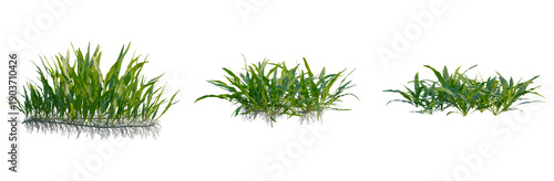 Photography Microsorum pteropus tree, front view, cutout, transparent background, isolate, E