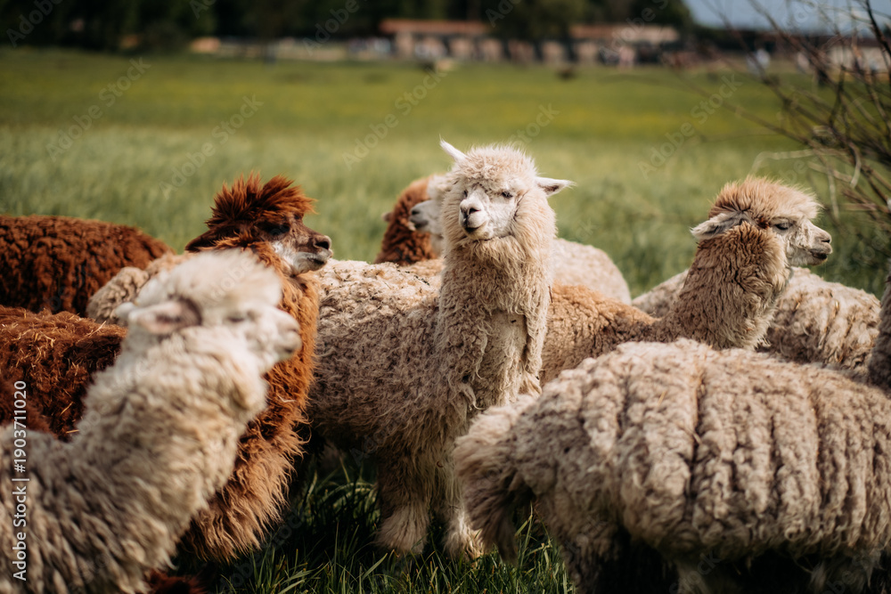 Fototapeta premium A herd of alpacas in a meadow: fluffy faces, grass, trees in the background.