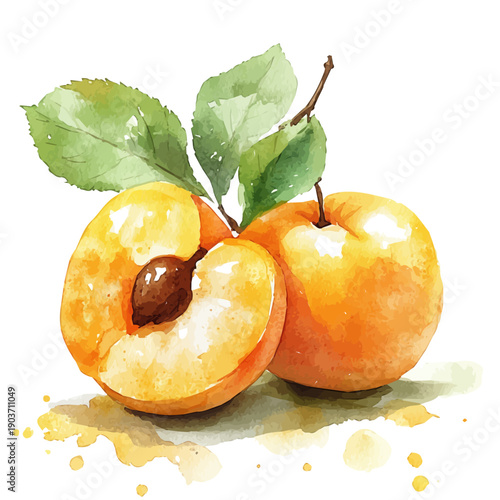 Sweet Ripe Juicy Apricot, watercolor vector, isolated on a white background.