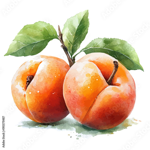 watercolor vector of Sweet Ripe Juicy Apricot, isolated on a white background.
