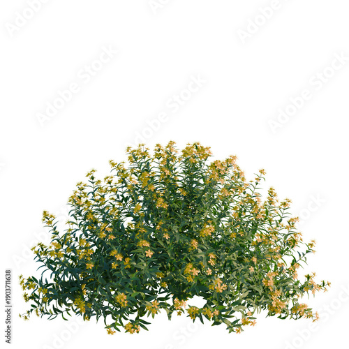 Photography Hypericum monogynum tree, elevation, front view, cutout, transparent background,