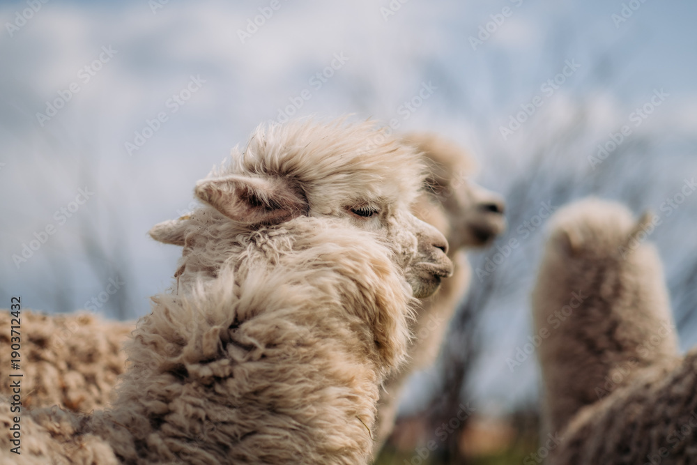 Fototapeta premium A herd of alpacas in a meadow: fluffy faces, grass, trees in the background