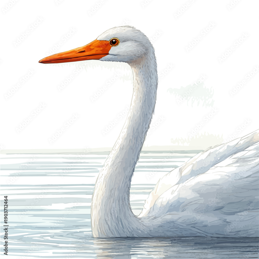 Fototapeta premium watercolor vector of Swan Close Up, isolated on a white background.