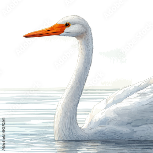 watercolor vector of Swan Close Up, isolated on a white background.