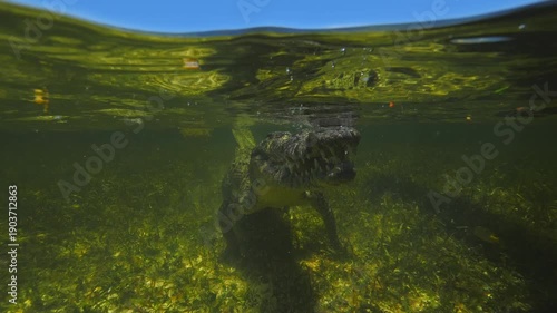 Banco Chinchorro, a unique atoll off Mexico's Yucatan Peninsula.underwater extreme closeup shot of the American crocodile (Crocodylus acutus)