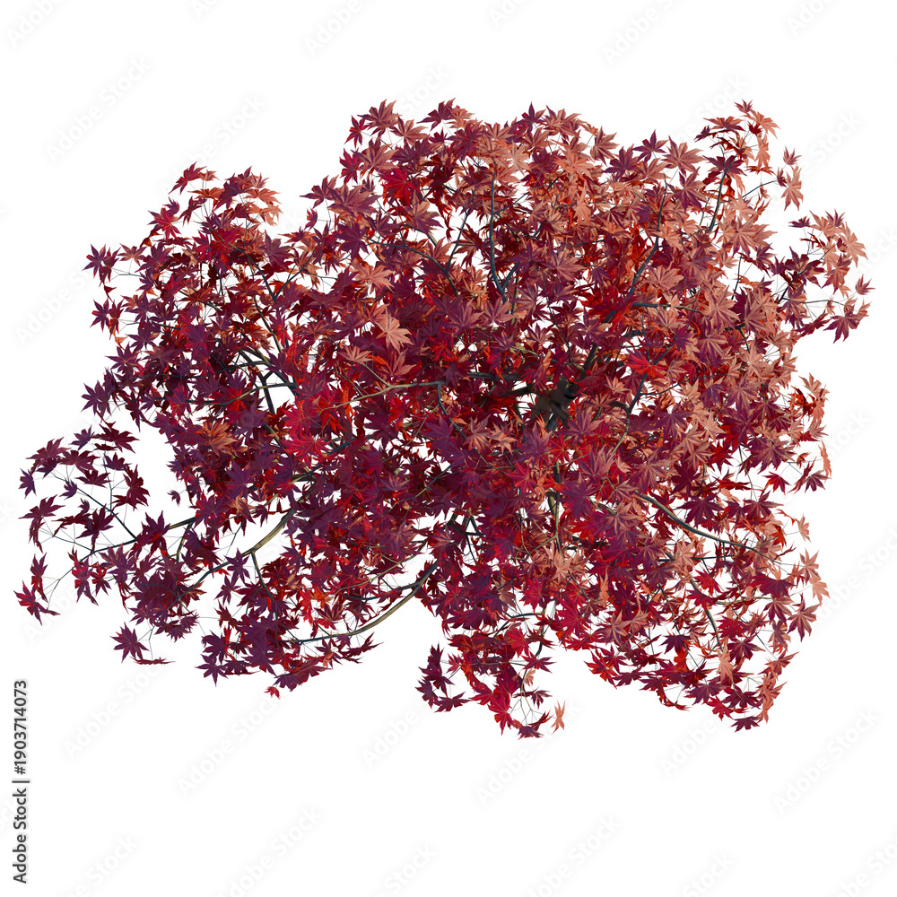 Fototapeta premium Acer palmatum tree plan, top view, cutout, transparent background, isolate, Vibrant Autumn Maple Leaves: A Stunning Display of Red and Orange Foliage