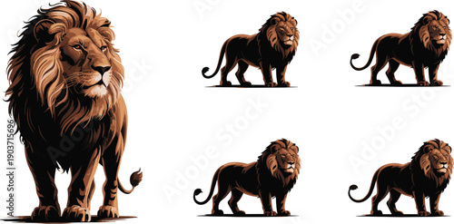 Majestic lion illustration collection showing standing poses, African wildlife big cat predator animal vector art detailed realistic safari design