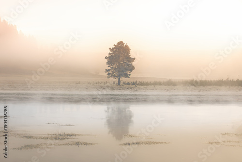 Single tree in the morning fog at the Lake Yellowstone, Yellowstone National Park