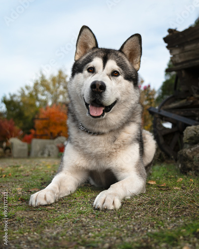 A funny Alaskan Malamute in a beautiful park in summer. A young Malamute in the park in autumn. A funny and sweet Alaskan Malamute poses for the camera. A photo shoot of a gorgeous Alaskan Malamute ag
