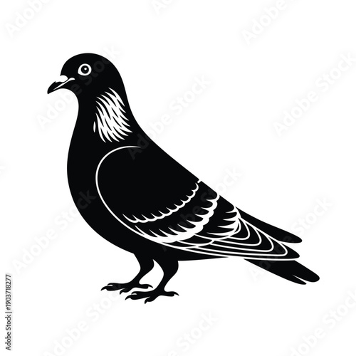 A monochrome illustration depicts a side view of a common pigeon