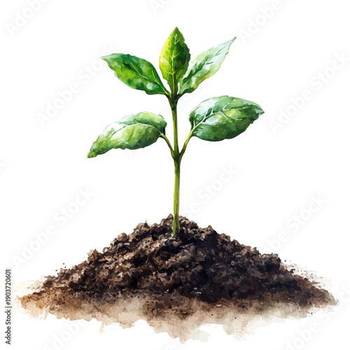 Sprouting Seedling Fresh Soil, watercolor illustration vector, isolated on a white background.