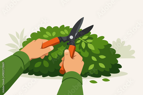 Gardener hands pruning hedge with shears, trimming bushes for garden care